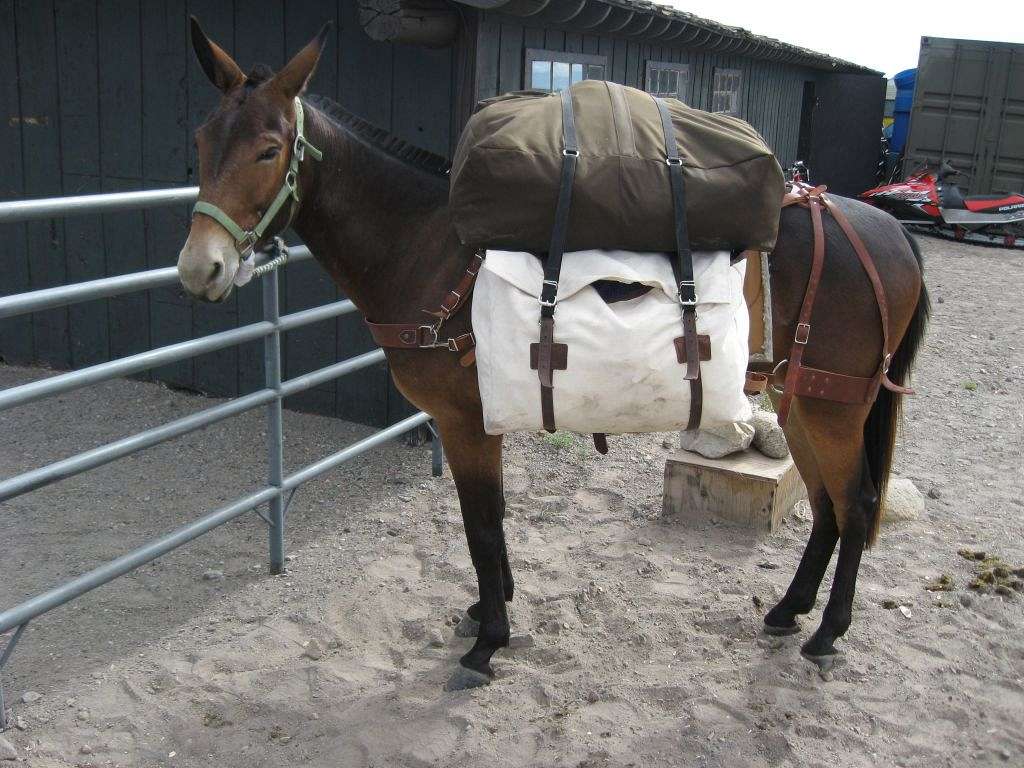 mule.jpg